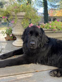 Rescue Newfoundland Dog Dogs for Adoption in Ledyard, Connecticut - Meadow | PetCurious