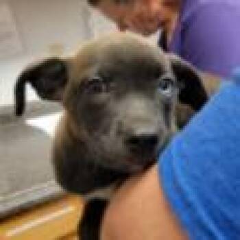 Link *Coming Soon* -  Mixed Breed Dog for Adoption in Dover, New Hampshire - Link *Coming Soon* | PetCurious