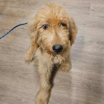 Ozzy -  Poodle Dog for Adoption in Columbus, Georgia - Ozzy | PetCurious