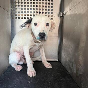 Miller -  Terrier Dog for Adoption in Birmingham, Alabama - Miller | PetCurious