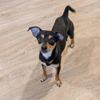 Cal -  Miniature Pinscher Dog for Adoption in Baton Rouge, Louisiana - Cal | PetCurious