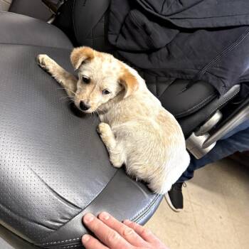 Cattle Dog Dogs Available for Adoption - Sadie | PetCurious