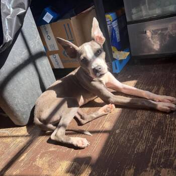 Mercy 091108A -  Italian Greyhound and Mixed Breed Dog for Adoption in Amory, Mississippi - Mercy 091108A | PetCurious