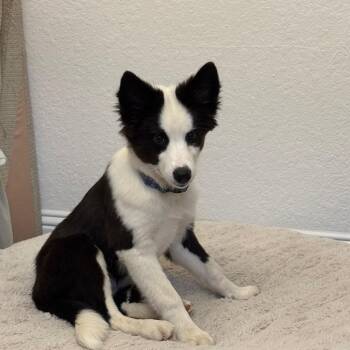 Millie -  Border Collie Dog for Adoption in The Woodlands, Texas - Millie | PetCurious