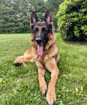 German Shepherd Dog Dogs Available for Adoption in Hazlet, New Jersey - Duke | PetCurious