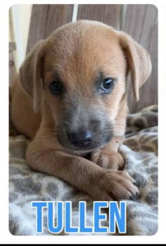 Rescue Labrador Retriever and Catahoula Leopard Dog Dogs for Adoption in Grand Bay, Alabama - Tullen | PetCurious