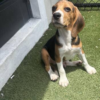 JH6 8958 -  Beagle Dog for Adoption in Loxahatchee Groves, Florida - JH6 8958 | PetCurious