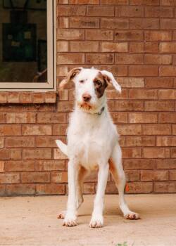 Cosette -  Terrier Dog for Adoption - Cosette | PetCurious