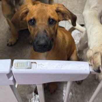 Fillipe -  Hound Dog for Adoption in Birmingham, Alabama - Fillipe | PetCurious