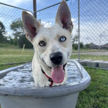 Faye -  German Shepherd Dog and Siberian Husky Dog for Adoption in Fort Smith, Arkansas - Faye | PetCurious