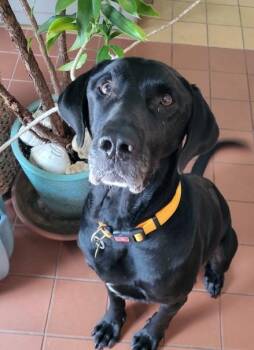 Rescue Black Labrador Retriever Dogs for Adoption in Indianapolis, Indiana - Jack | PetCurious
