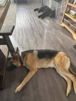 Otis -  German Shepherd Dog Dog for Adoption in Suamico, Wisconsin - Otis | PetCurious