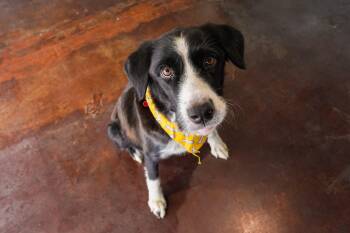 Rescue Great Pyrenees and Border Collie Dogs for Adoption in San Antonio, Texas - Cowgirl | PetCurious