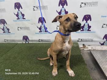 CAIN -  Pit Bull Terrier Dog for Adoption in Orlando, Florida - CAIN | PetCurious