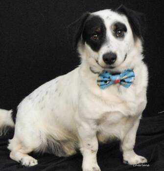 Samson -  Australian Shepherd and Corgi Dog for Adoption in Newland, North Carolina - Samson | PetCurious