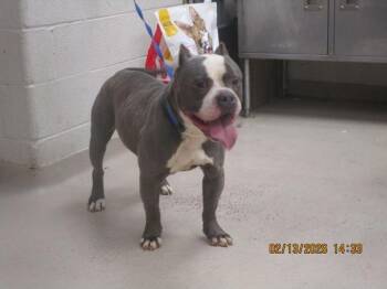 Pit Bull Terrier Dogs Available for Adoption - Big Boy (83) | PetCurious