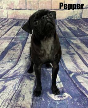 Pepper -  Pug Dog for Adoption in Quincy, Michigan - Pepper | PetCurious