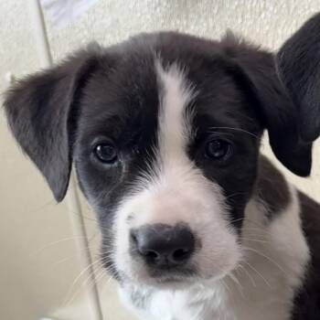 Louise -  Mixed Breed Dog for Adoption in Clavet, Saskatchewan - Louise | PetCurious