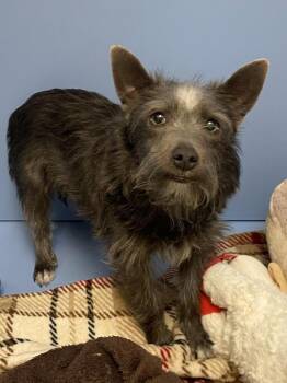 Scottish Terrier Dogs Available for Adoption - Ivan | PetCurious