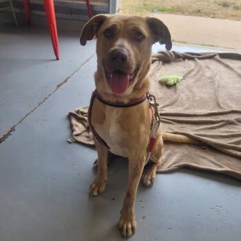 Staffordshire Bull Terrier Dogs Available for Adoption - Layla | PetCurious