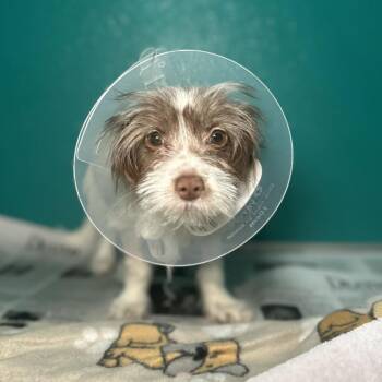 Coco -  Terrier and Mixed Breed Dog for Adoption in San Antonio, Texas - Coco | PetCurious