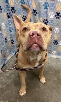 American Bulldog and Mixed Breed Dogs Available for Adoption in Rosenberg, Texas - MADDY | PetCurious