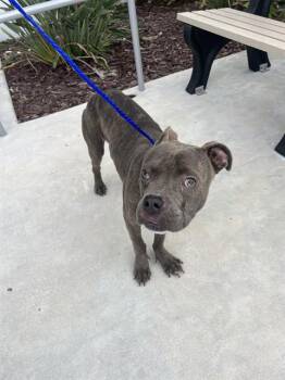 BOBERTO -  Pit Bull Terrier Dog for Adoption in Doral, Florida - BOBERTO | PetCurious