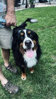 Wyatt -  Bernese Mountain Dog Dog for Adoption in Cleveland, Ohio - Wyatt | PetCurious