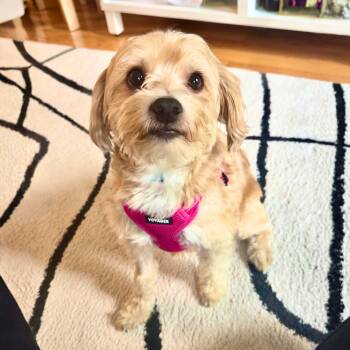 Cocker Spaniel Dogs Available for Adoption in New York, New York - Downy | PetCurious