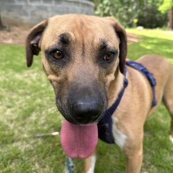 Rescue Boxer and Black Mouth Cur Dogs for Adoption in Fosters, Alabama - BELLA | PetCurious