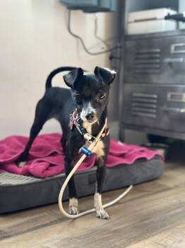 Chihuahua Dogs Available for Adoption in Bothell, Washington - Tootsie | PetCurious