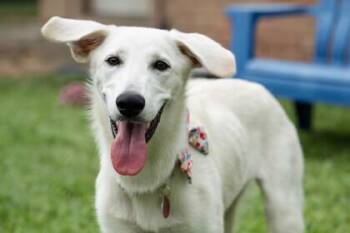 Labrador Retriever and Mixed Breed Dogs Available for Adoption in Houston, Texas - Sizzle | PetCurious