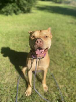 Rescue Pit Bull Terrier and Shiba Inu Dogs for Adoption in Minneapolis, Minnesota - Craig | PetCurious