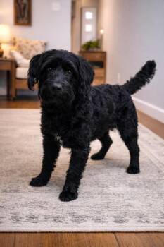 Schnauzer Dogs Available for Adoption - Fritz | PetCurious