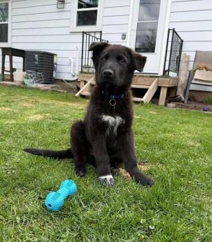 Mixed Breed Dogs Available for Adoption in De Pere, Wisconsin - Sprout | PetCurious