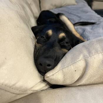 Kira -  Shepherd Dog for Adoption in Oshawa, Ontario - Kira | PetCurious