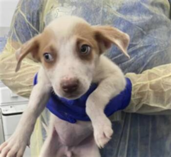 Mixed Breed Dogs Available for Adoption in Dallas, Texas - MORGAN | PetCurious