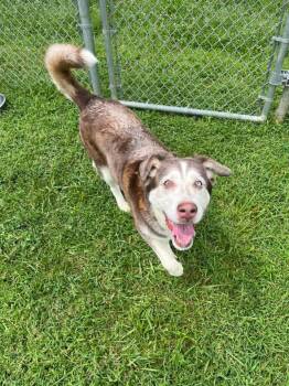 Sidney -  Husky Dog for Adoption in Harrodsburg, Kentucky - Sidney | PetCurious