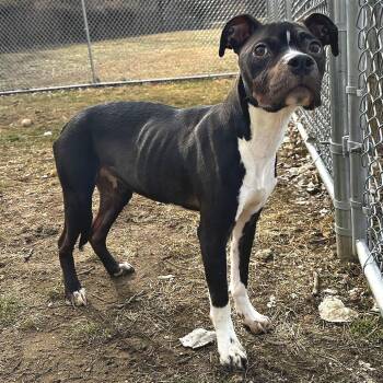 Mixed Breed Dogs Available for Adoption - Kim | PetCurious