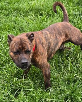 ZIGGY -  Pit Bull Terrier Dog for Adoption in Moberly, Missouri - ZIGGY | PetCurious