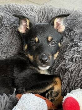 Kiya -  Shepherd Dog for Adoption in Pottstown, Pennsylvania - Kiya | PetCurious