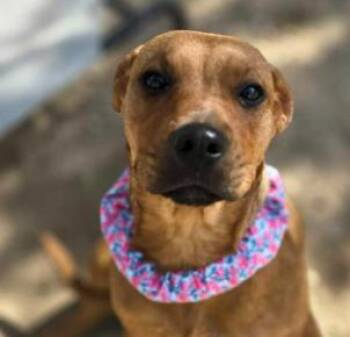 Reese -  Labrador Retriever and Mixed Breed Dog for Adoption in Divide, Colorado - Reese | PetCurious