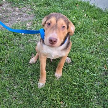 Australian Kelpie Dogs Available for Adoption - Buddy | PetCurious