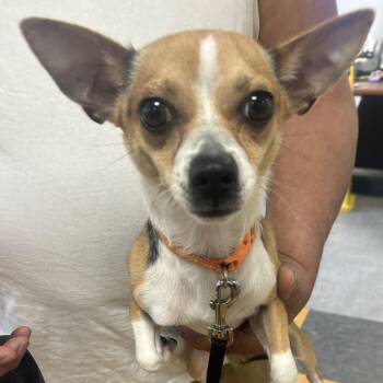 Chihuahua Dogs Available for Adoption in Philadelphia, Pennsylvania - Chichi | PetCurious