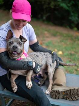 Billina -  Mixed Breed Dog for Adoption in Chamblee, Georgia - Billina | PetCurious