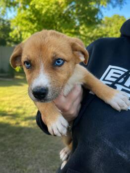 Ruby (LOCALLY FOSTERED) -  Shepherd Dog for Adoption in Leverett, Massachusetts - Ruby (LOCALLY FOSTERED) | PetCurious