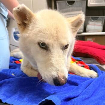 Zazi -  Siberian Husky Dog for Adoption in Indianapolis, Indiana - Zazi | PetCurious