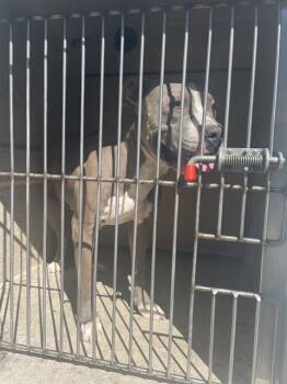 Rescue Pit Bull Terrier Dogs for Adoption in Louisville, Kentucky - MONKEY | PetCurious