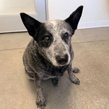 Henry (Pat) -  Australian Cattle Dog Blue Heeler Dog Available for Adoption in Rifle, Colorado - Henry (Pat) | PetCurious