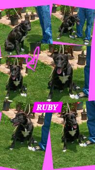 RUBY -  Black Labrador Retriever and Border Collie Dog for Adoption in Jackson, Tennessee - RUBY | PetCurious